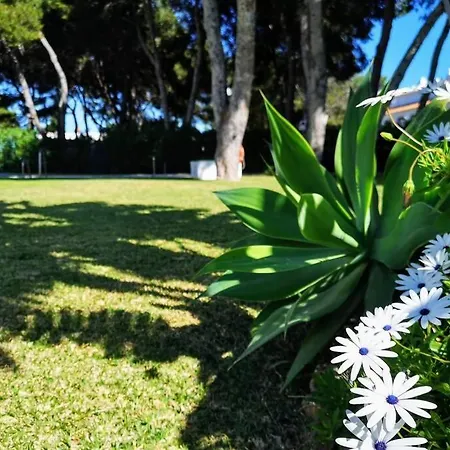公寓 Pinar De Montemar 托雷莫利诺斯